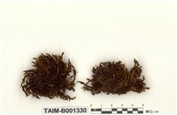 藏品(黃砂苔)的圖片